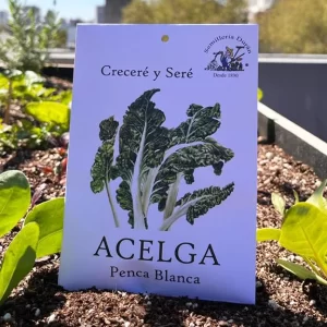 Acelga penca blanca