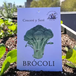 Brócoli
