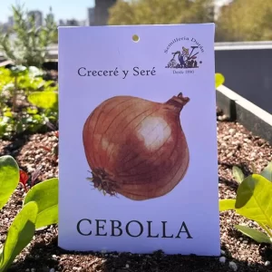 Cebolla