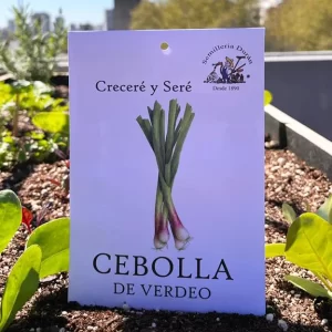 Cebolla de verdeo