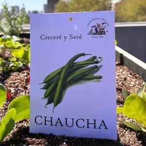 Chaucha