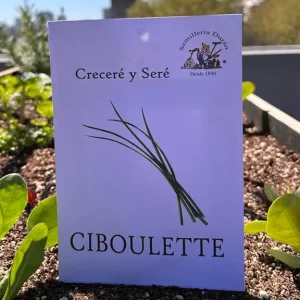 Ciboulette