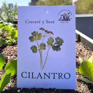 Cilantro