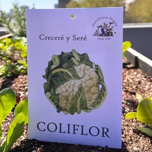 Coliflor