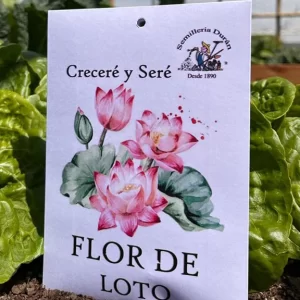 Flor de loto