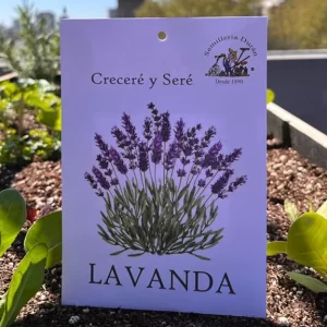 Lavanda