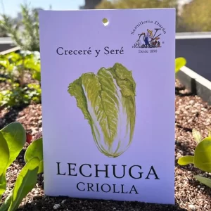 Lechuga criolla