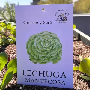 Lechuga mantecosa de verano