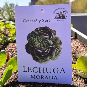 Lechuga morada