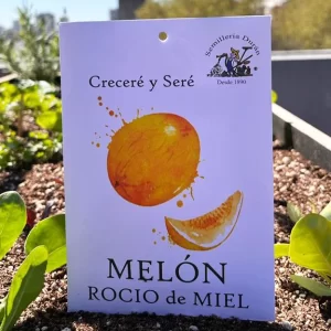 Melón roció de miel