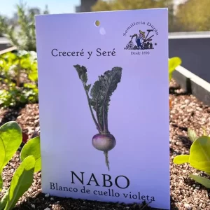 Nabo blanco de cuello violeta