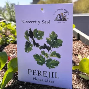 Perejil hojas lisas