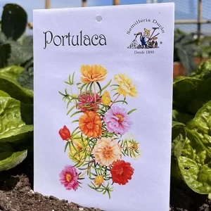 Portulaca