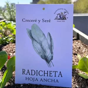 Radicheta hoja ancha