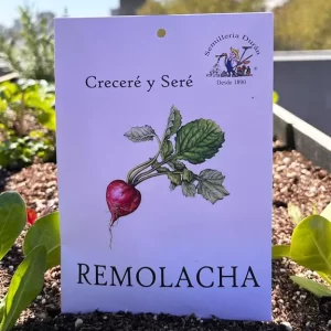 Remolacha