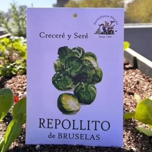 Repollito de Bruselas