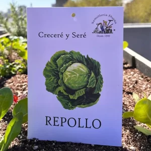 Repollo