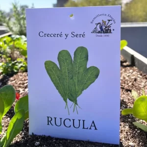 Rúcula