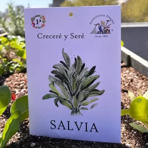 Salvia