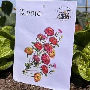 Zinnia