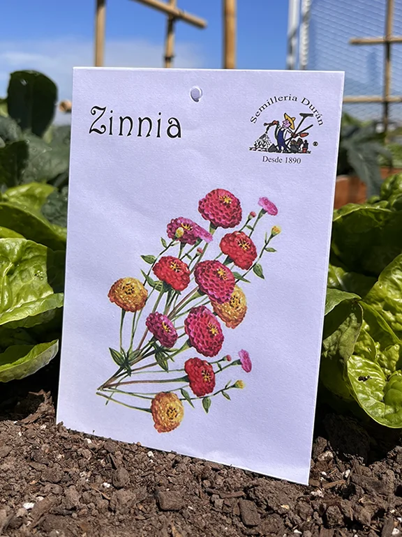 Zinnia